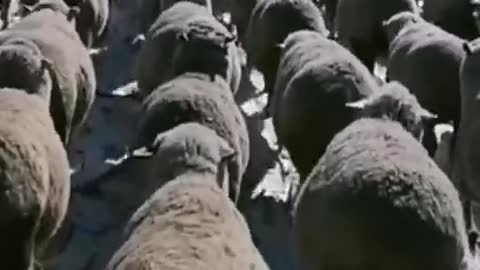 sheep walking in a straight line