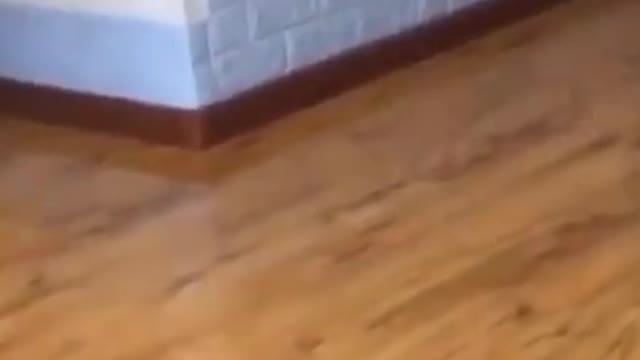 funny cat #pet #cat #funny #funnycat