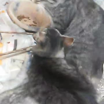Meus gatos, moggle velho velho e ainda mama na mamae
