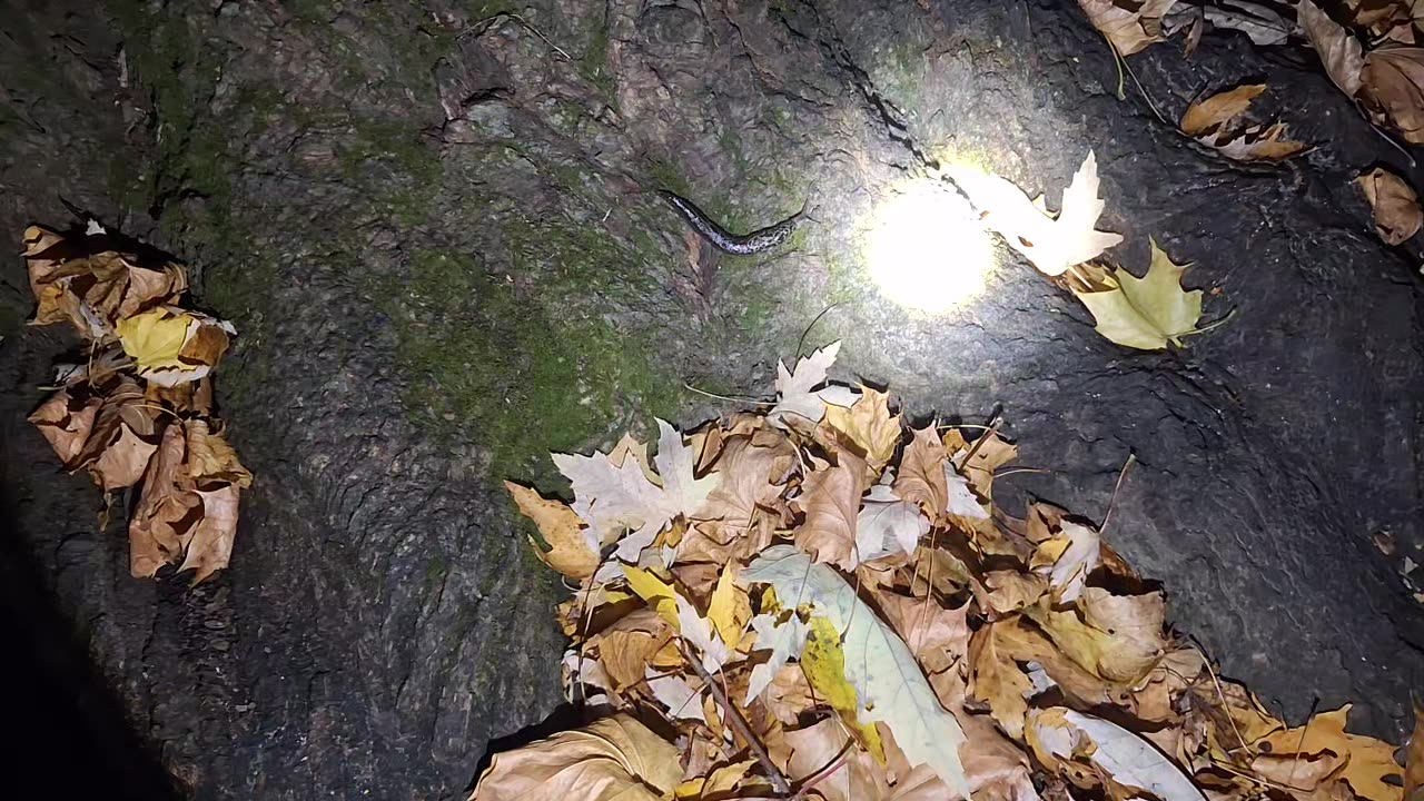 Leopard snail on a tree at night