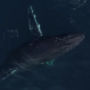 wild Dolphin swimming in 2021