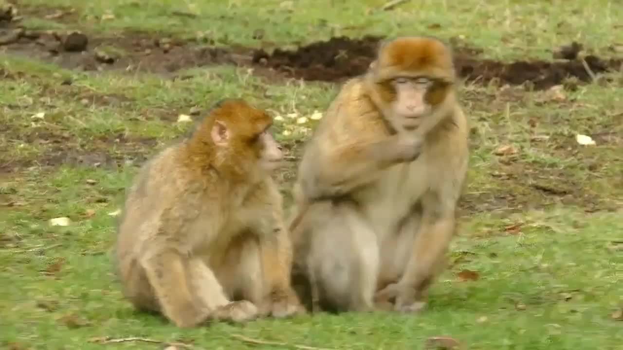 Monkey romance | animal life