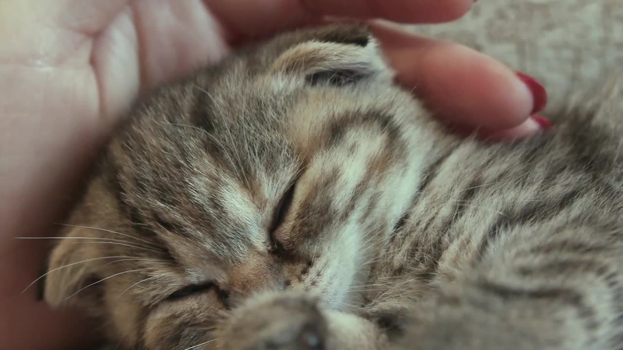 The funnycat
