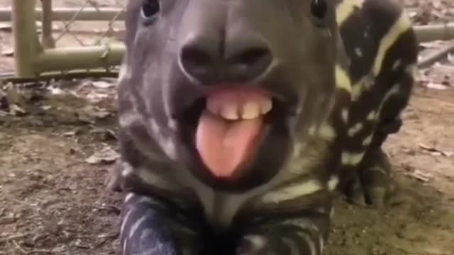 Cute tapir eats very loudly