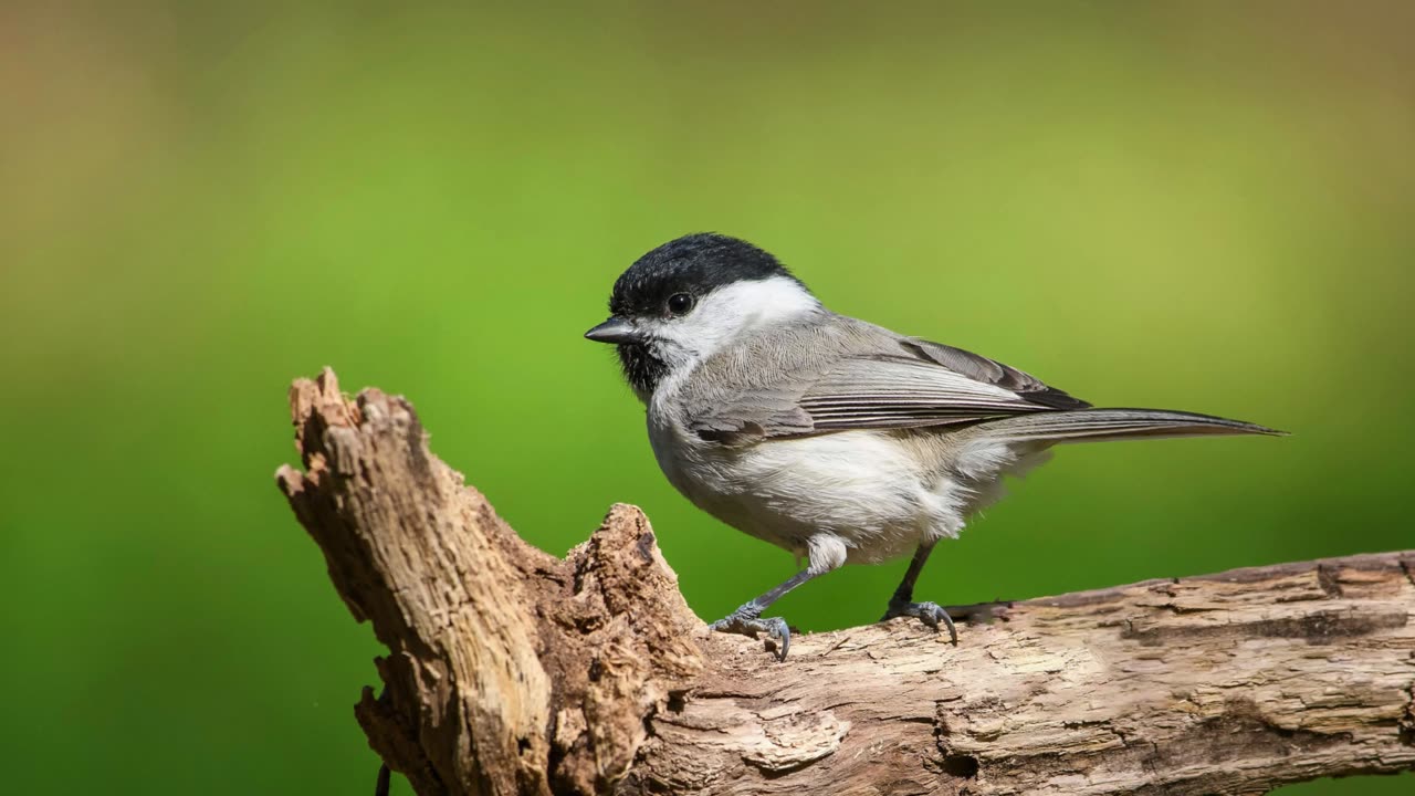 The Marsh Tit: Close Up HD Footage (Poecile palustris)