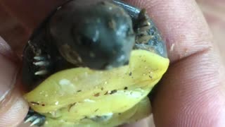 Baby Tortoise | Baby Tortoise Walking | Baby Tortoise Home