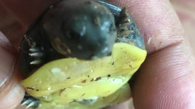 Baby Tortoise | Baby Tortoise Walking | Baby Tortoise Home