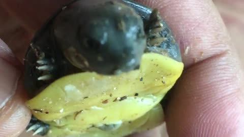 Baby Tortoise | Baby Tortoise Walking | Baby Tortoise Home
