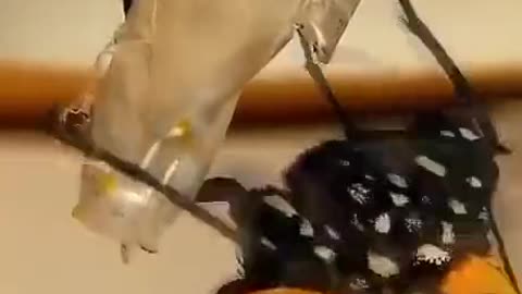 Monarch butterfly