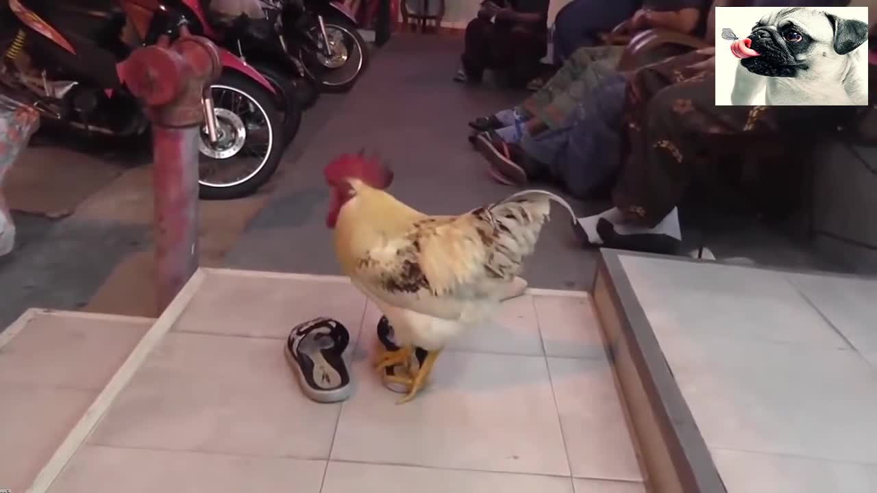 Funny Chickens Try Not To Laugh #85