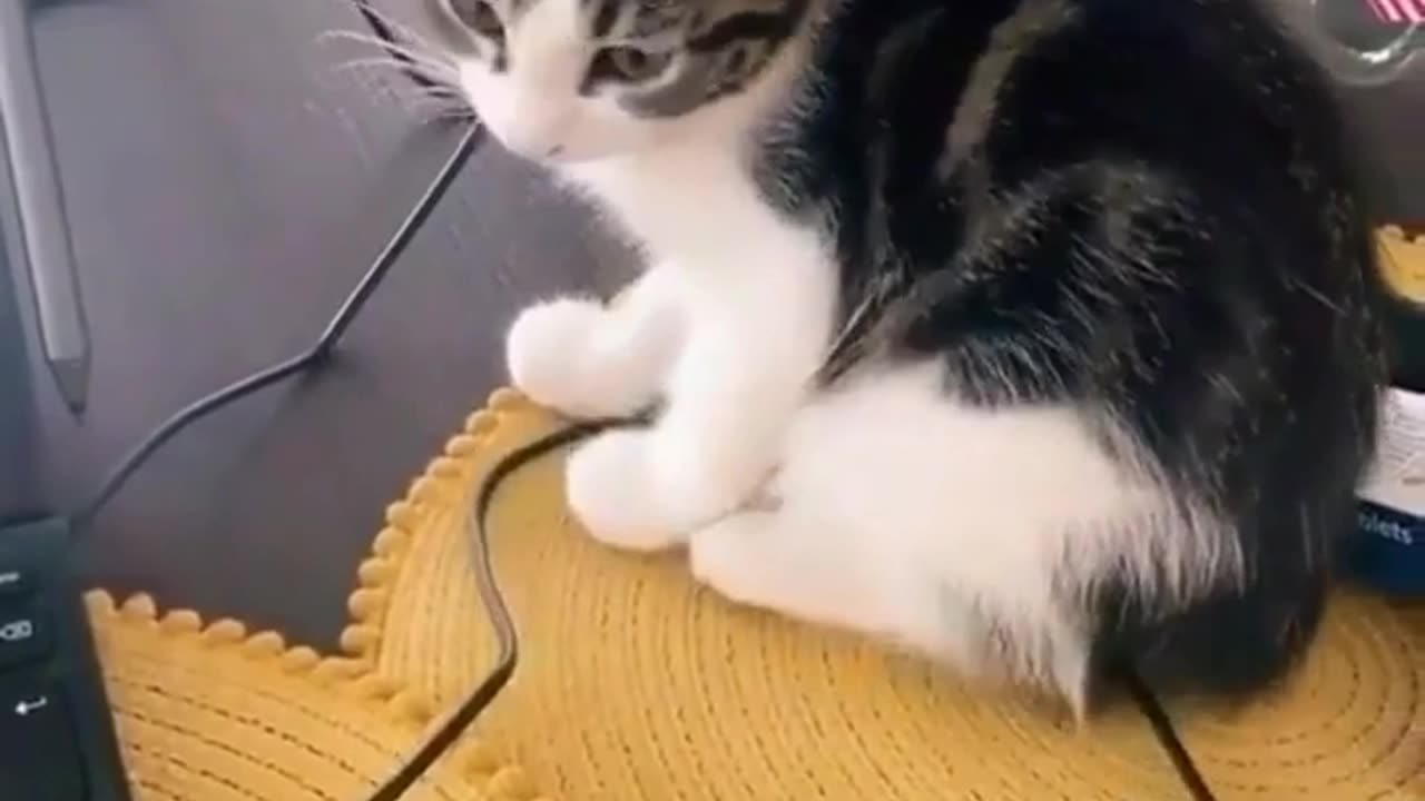 Funny Cat Videos - Baby Cats, Cute Cats