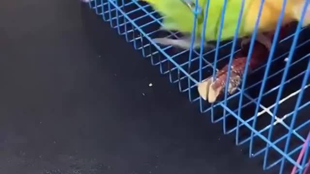 Smar bird ever 😍