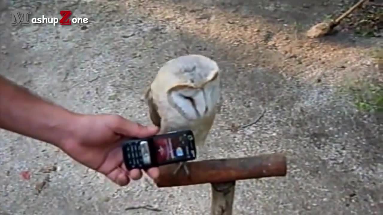 Funny Owls And Cute Owls Compilation