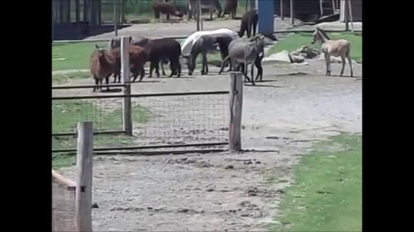 las alpacas