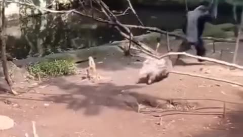 Funny animals