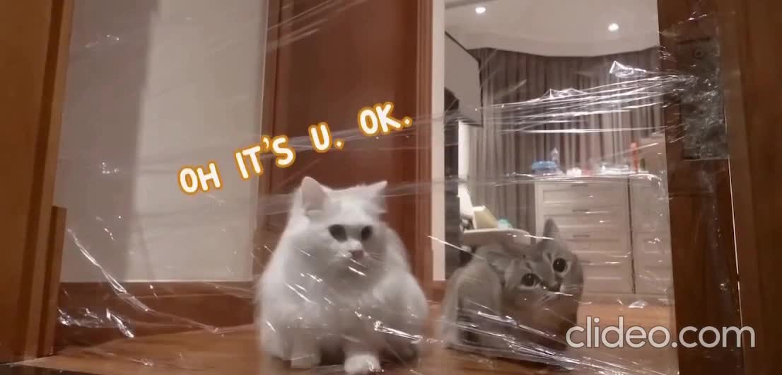 Rumble Funny & Cute Animals — Cats thinking are smart