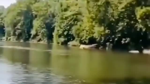 Jumping from the tree in maranhão.