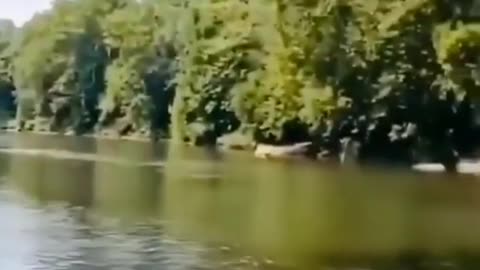 Jumping from the tree in maranhão.