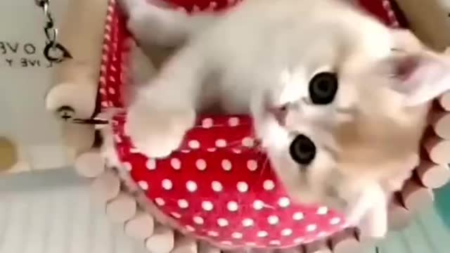 Cute_Cat_Funny_Video|_#cutebabyfunny_#Cat_#cute_#kitten_#baby