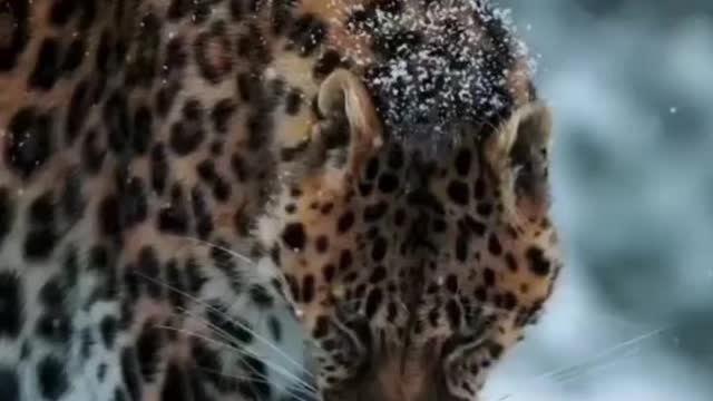 Save the wild life