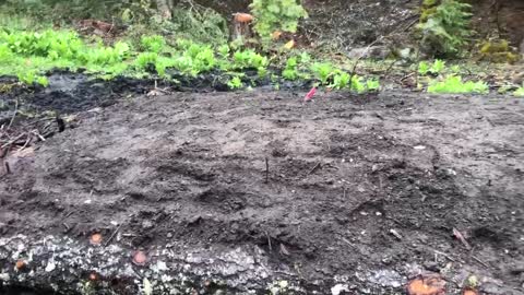 Video 2(b) Hugel Garden Update