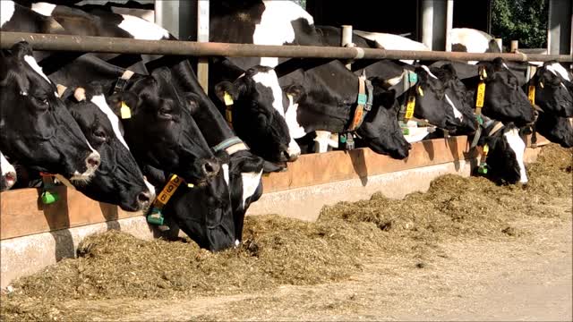 Neck Numbered Cow In Stable Eating Grass