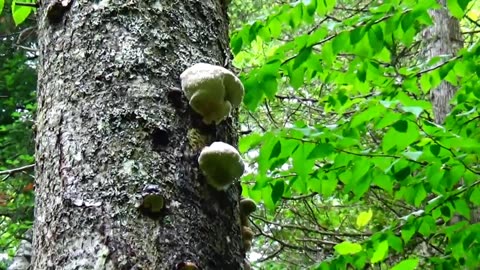 Mushrooms