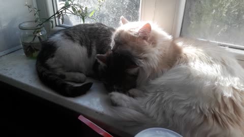 “Musyusik” and “Baksik”: cat friendship as it is