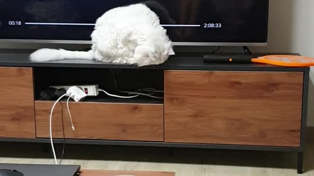 What are you looking for cute cat