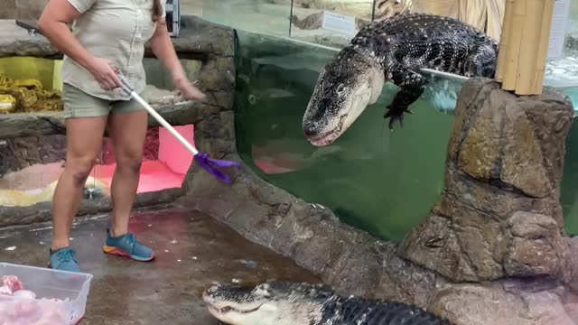 Crocodile feeding