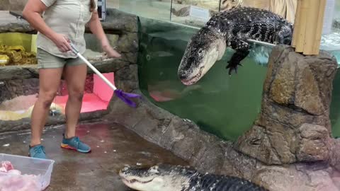 Crocodile feeding