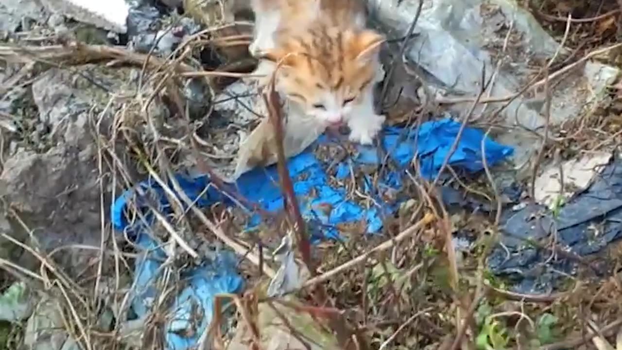 Rescue 3 Kittens Who Are Eating Garbage, Eating Leftovers To Survive