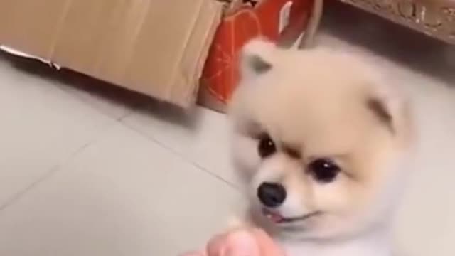 Are you taking off? Funny dog #shorts