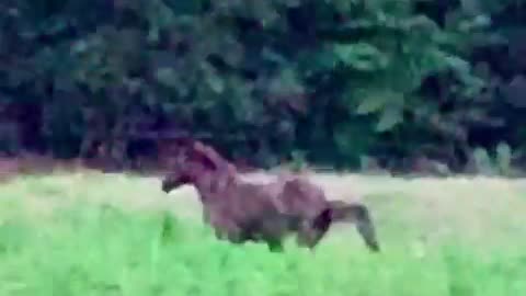 Horsepower at its finest.