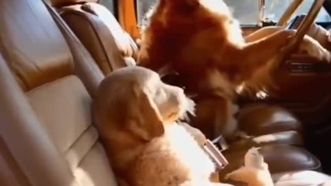 Daddy Dog and puppy going somewhere in a bus - Funny REACTION #47