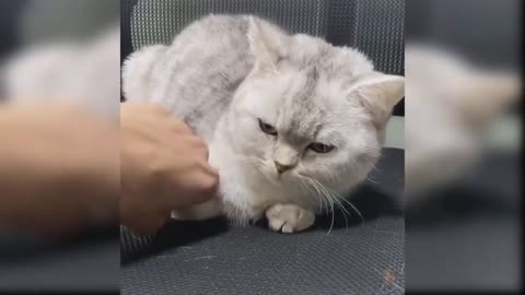 Baby Cats Cute and Funny Cat Videos Compilation