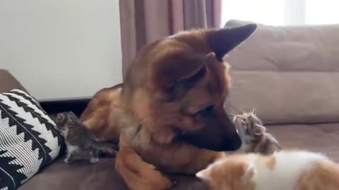 The Cutest Kitten Chase ! Watch This Dog Try To Keep Up!