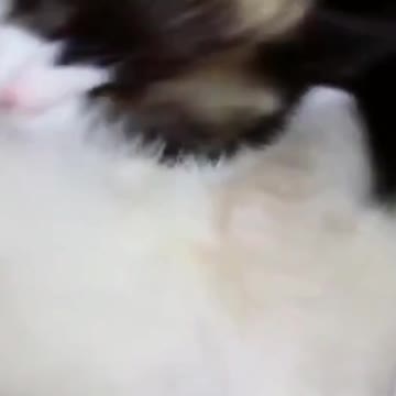 cat make fun. short. #short