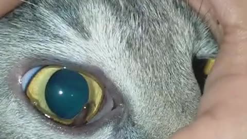 😲Something HORRIBLE in my CATs EYE