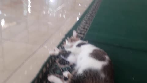 Naughty my cat