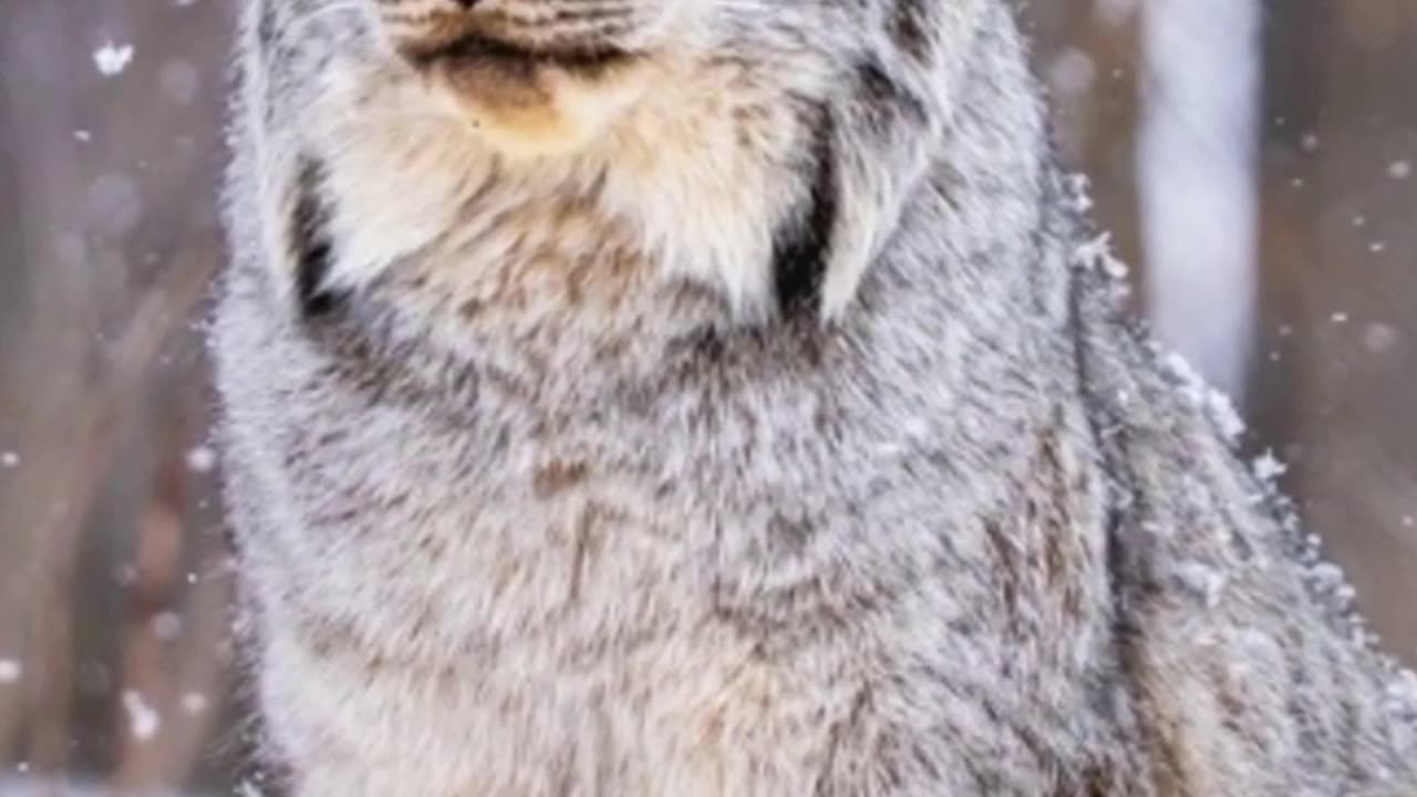 Lynx_short_animal