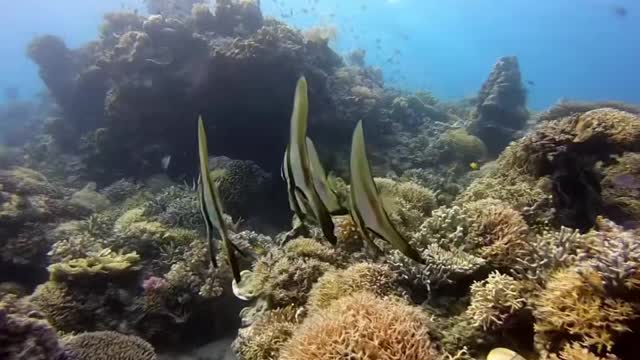 Let's go on a trip to the Philippine sea.