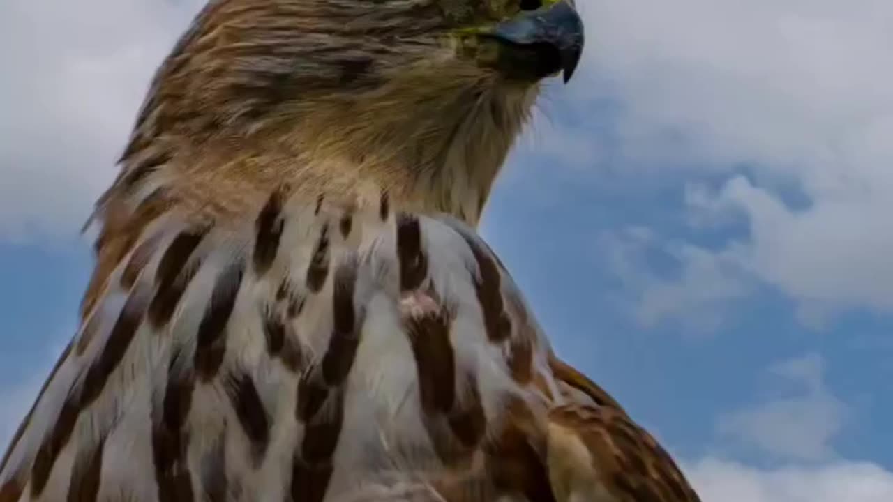Wildlife's & Funs
