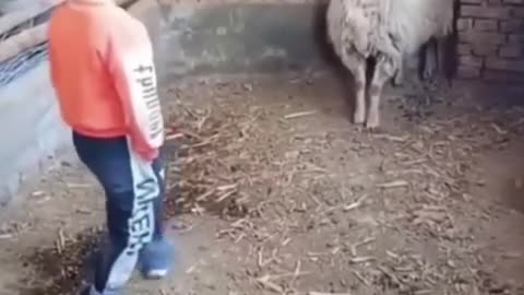 Sheep ne bachcho ko dara diya