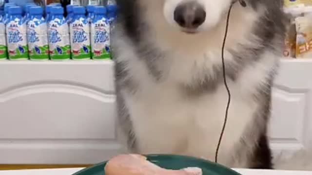 Amazing dogs! ASMR BullDog VS Husky who wins by eating?