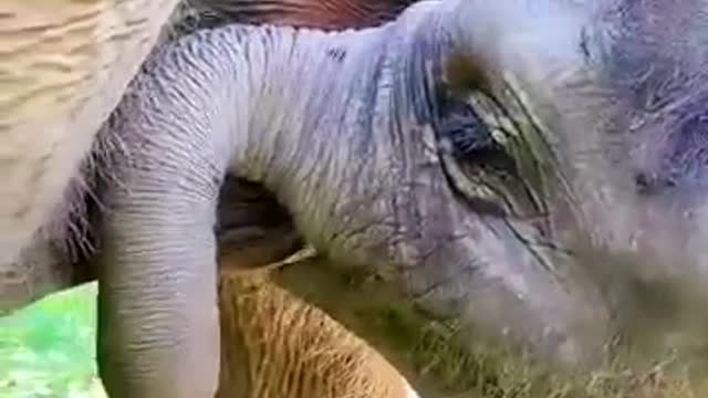 #elephant#baby