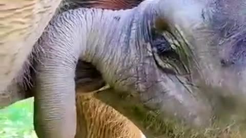 #elephant#baby