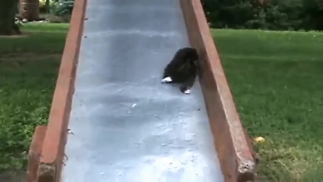 Dramatic Kittens on a Slide