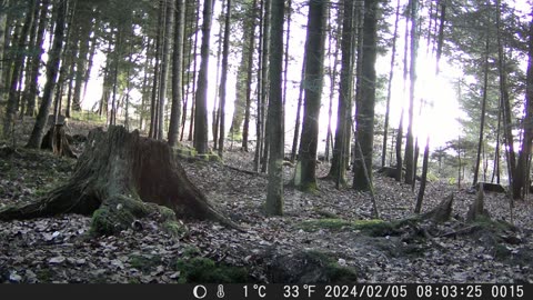 Deer morning in a Swiss forest - Reh-Morgen in Schweizer Wald