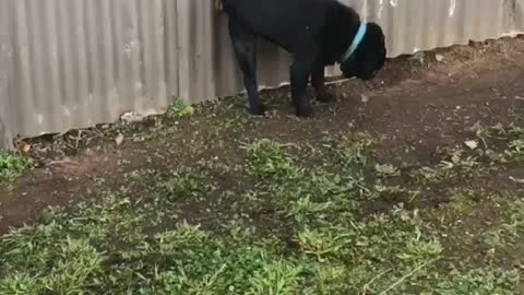 Pug with a Peculiar Potty Practice